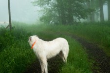 10.Wolfhound,Hope,Maine2012[1]