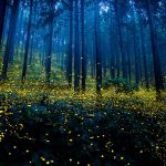 fireflies-long-exposure-photography-2016-japan-10