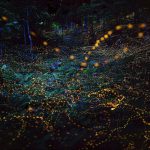 fireflies-long-exposure-photography-2016-japan-14