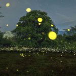 fireflies-long-exposure-photography-2016-japan-15