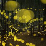 fireflies-long-exposure-photography-2016-japan-16