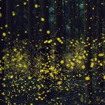 fireflies-long-exposure-photography-2016-japan-18