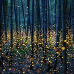 fireflies-long-exposure-photography-2016-japan-19