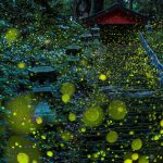 fireflies-long-exposure-photography-2016-japan-4a