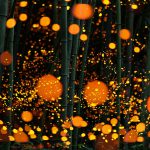 fireflies-long-exposure-photography-2016-japan-6