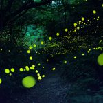 fireflies-long-exposure-photography-2016-japan-8