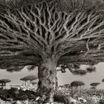 645655-1000-1458213614-ancient-trees-beth-moon-8