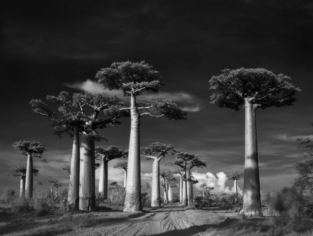 עצים עתיקים : דיוקנאות של זמן